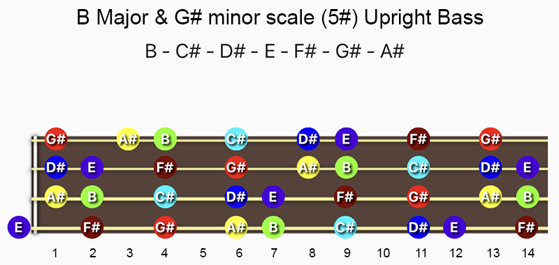 B Major & G♯ minor scale notes on Double Bass