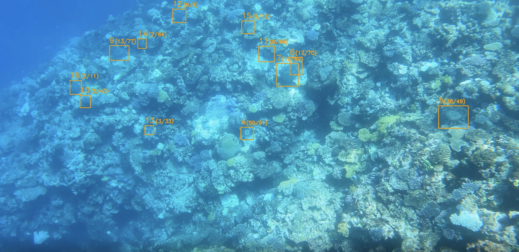 Underwater photo of coral reef with annotated boxes identifying detected
+starfish