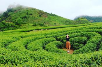 Tour du lịch Mộc Châu 2 ngày 1 đêm