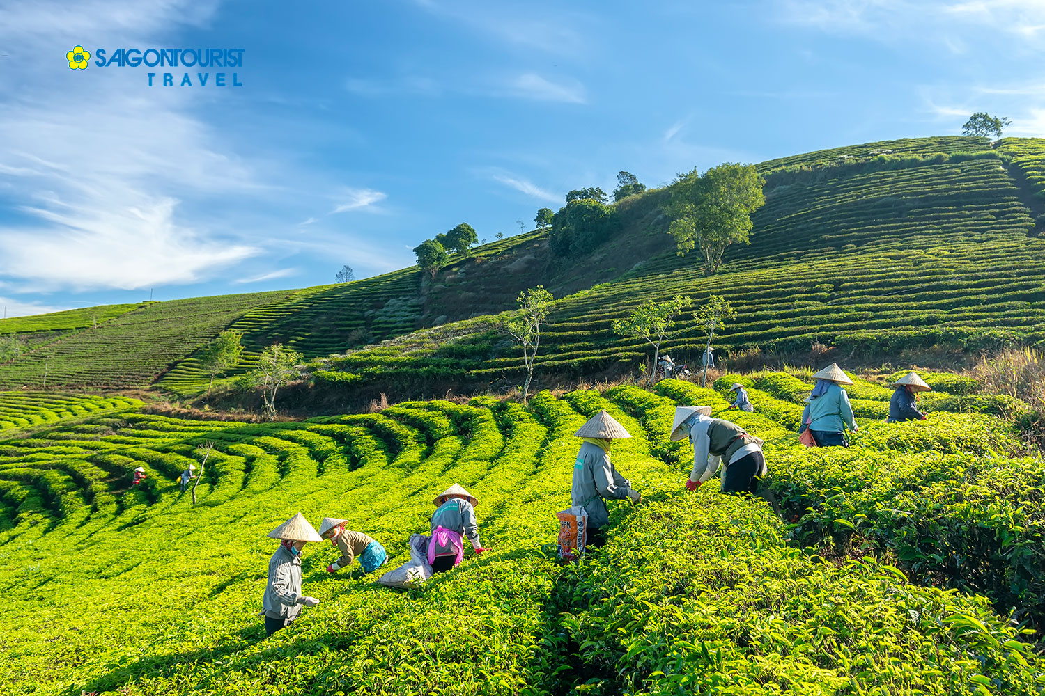 Du lịch Đà Lạt - Khu du lịch Cao nguyên Hoa Đà Lạt - Trang Trại Rau & Hoa - Đồi Chè Cầu Đất - Thác DaTanla