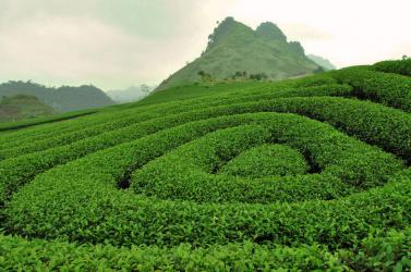 MỘC CHÂU - ĐIỆN BIÊN - SAPA