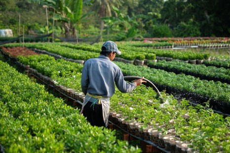 VF08.3: Tour Miền Tây SÀI GÒN - CẦN THƠ - SA ĐÉC 2N1Đ | Lá Sen Vua - Vườn Trái Cây - Nhà Cổ