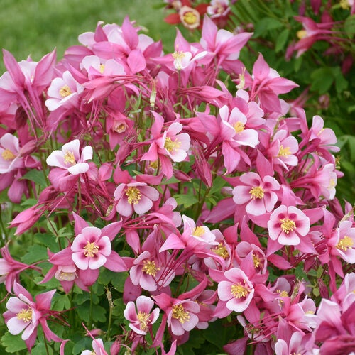 Columbine aquilegia (Kirigami Rose & Pink) 1 cây sống trong chậu 6"