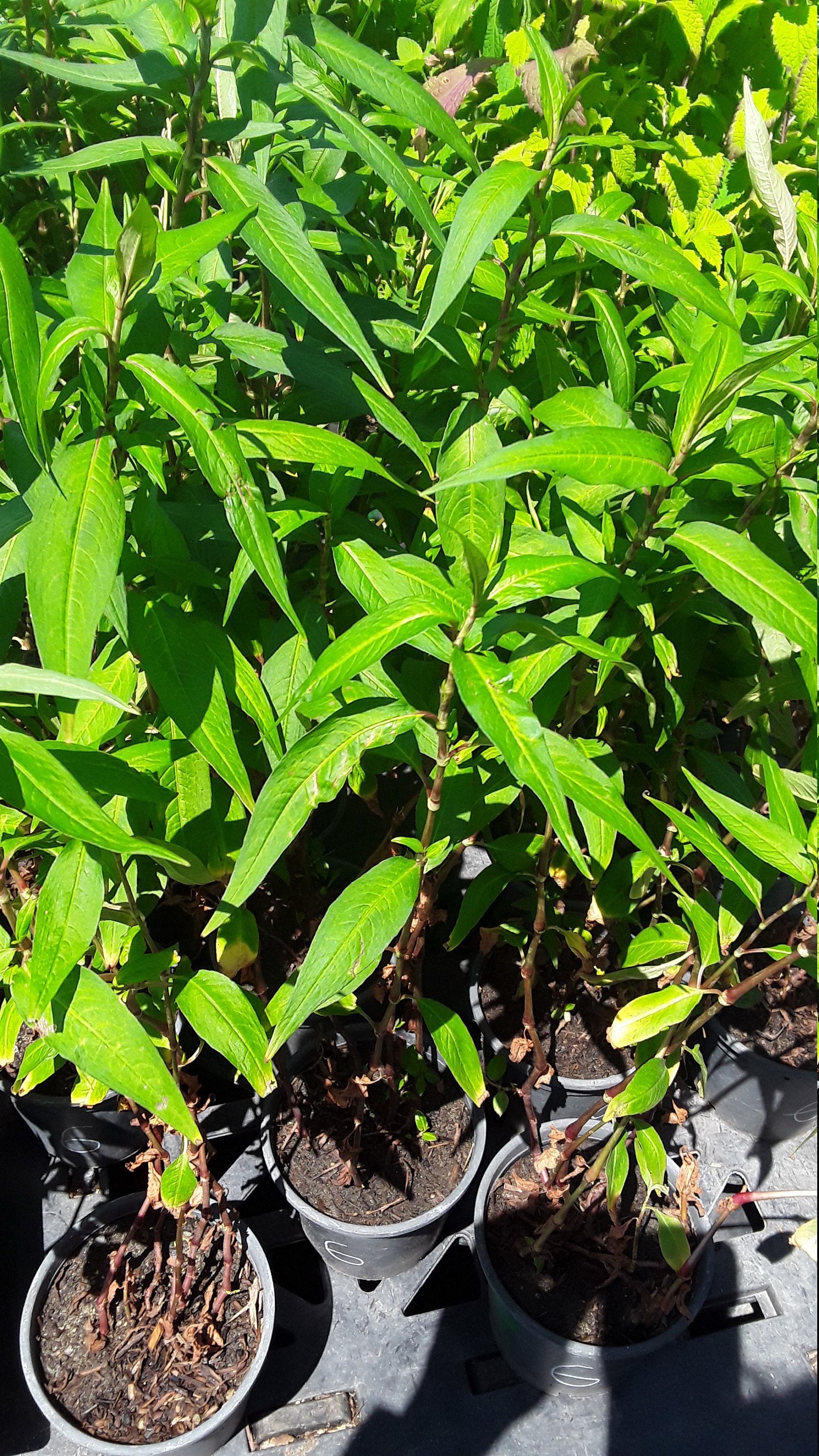 Ngò gai Persicariaodorata Herbs-Rau Răm - Ship in Pot 3"