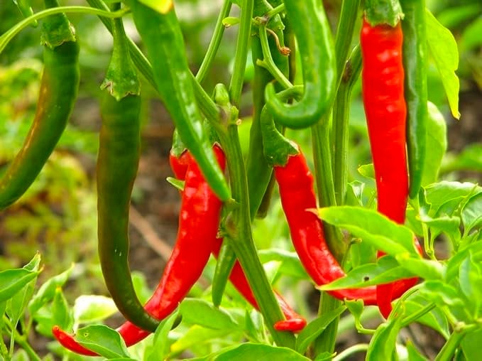 Thai Dragon Pepper - 1 Plants 4" to 1 Feet Tall - Ship in 3" Pot