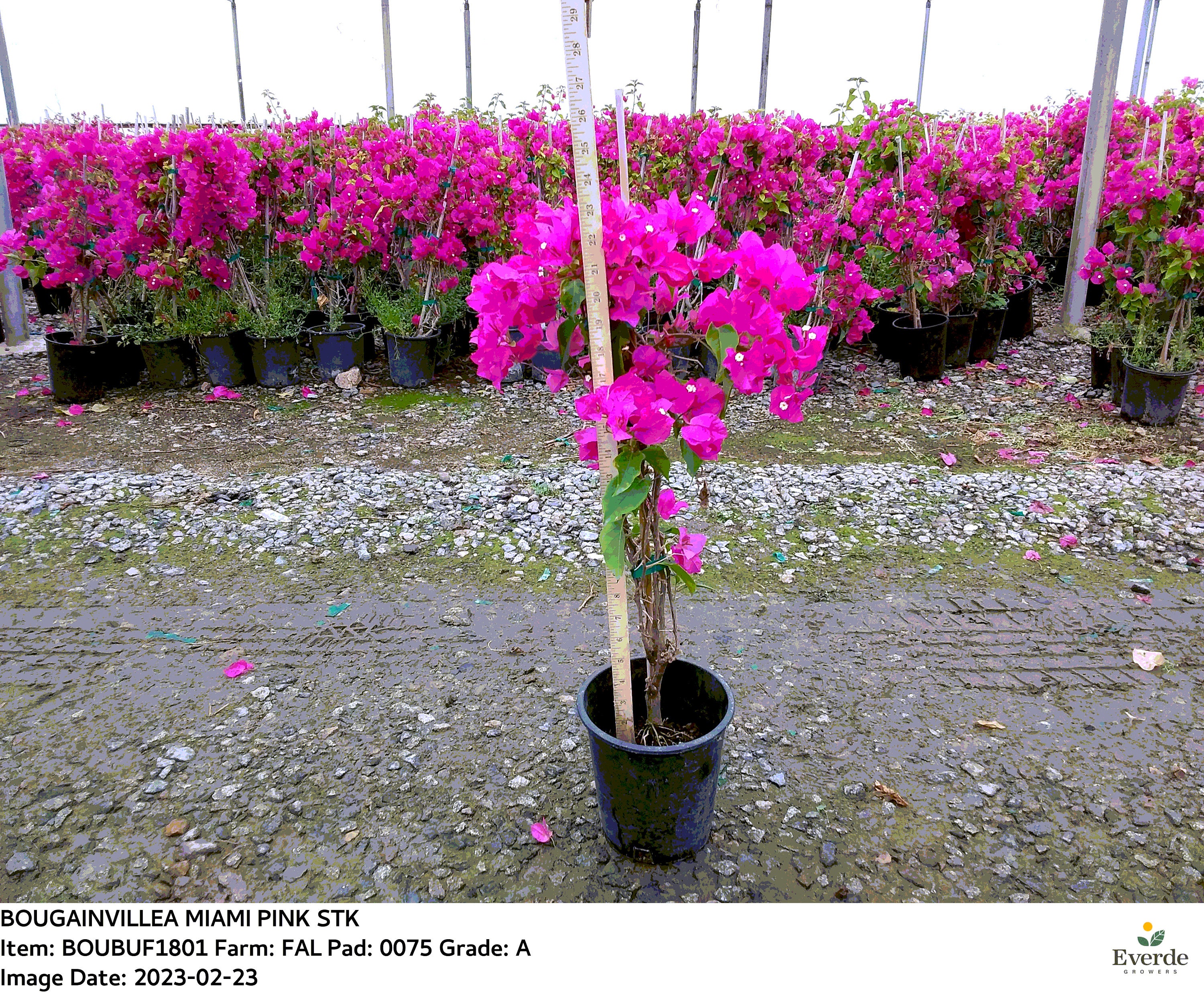 Name Miami Pink STK - 1 feet cao - tàu trong 6" Pot