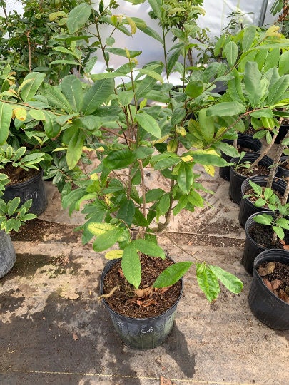 Mai Vang Vietnam - Vietnamese Ochna Serrulata Mickey Mouse Mai Tứ Quy - 2 Feet Tall - Ship in 3 Gal Pot