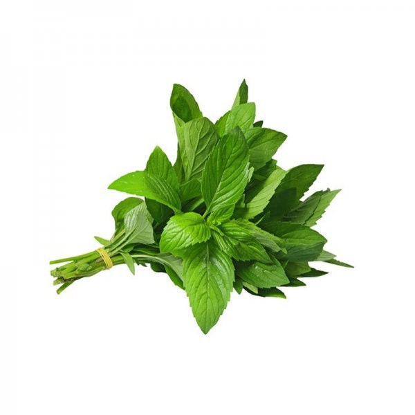 Vietnamese Pepper Mint - Húng cây - Ship in 3" Pot