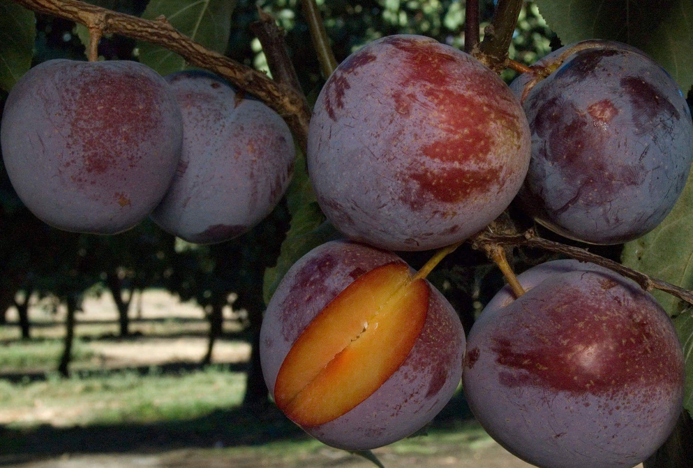 Flavor King Pluot Tree - Prunus 'Flavor King' - 4 to 5 Feet Tall - Ship in 3Gal pot