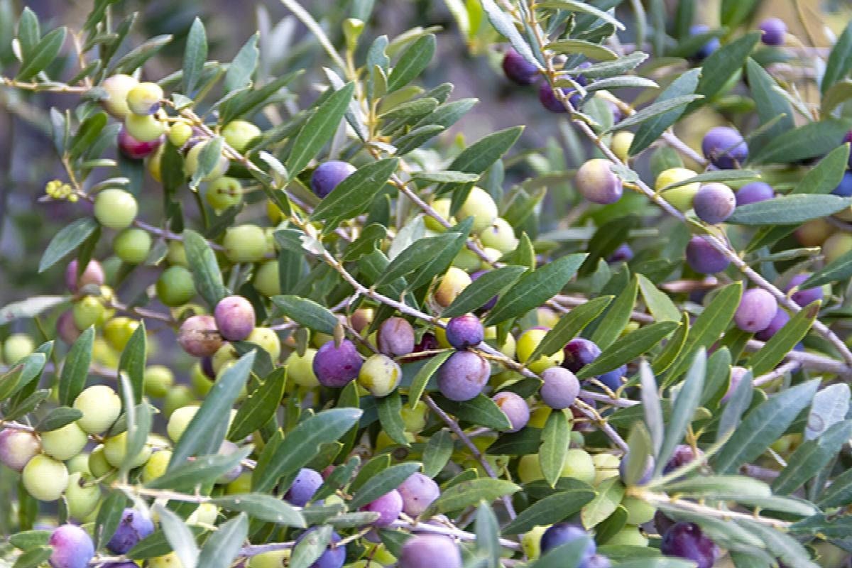 Olive ‘ Arbequina ’ - 1 Cây - 1 đến 2 chân cao - thuyền ở Pot