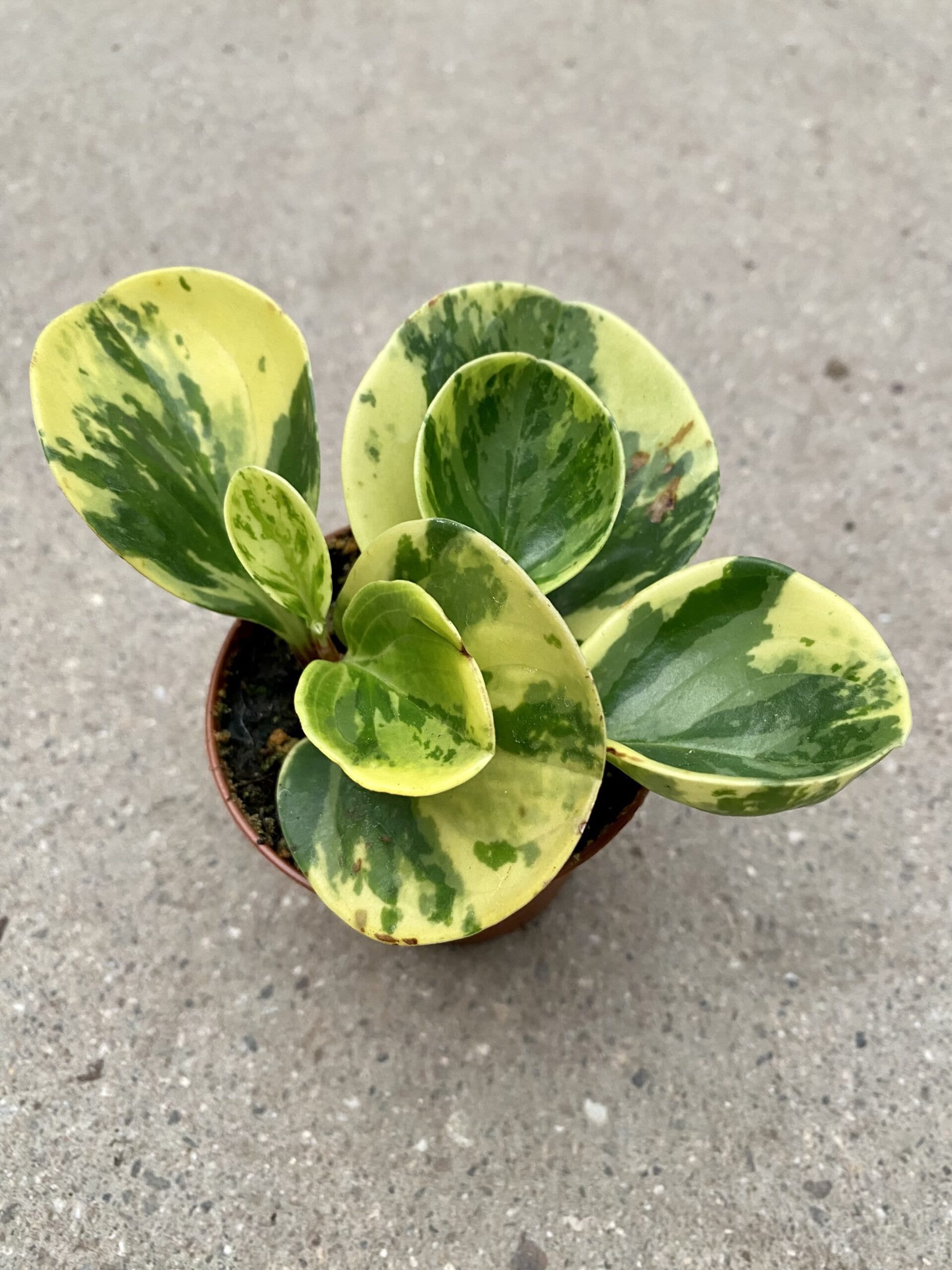 Peperomia Marble 3"