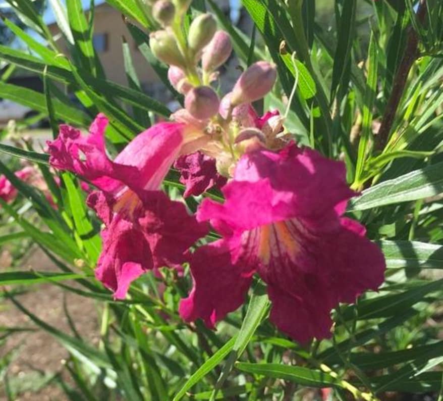 Burgundy Desert Willow - Chilopsis linearis 'Burgundy' - 3 to 4 Feet Tall - Ship in 3 Gal Pot