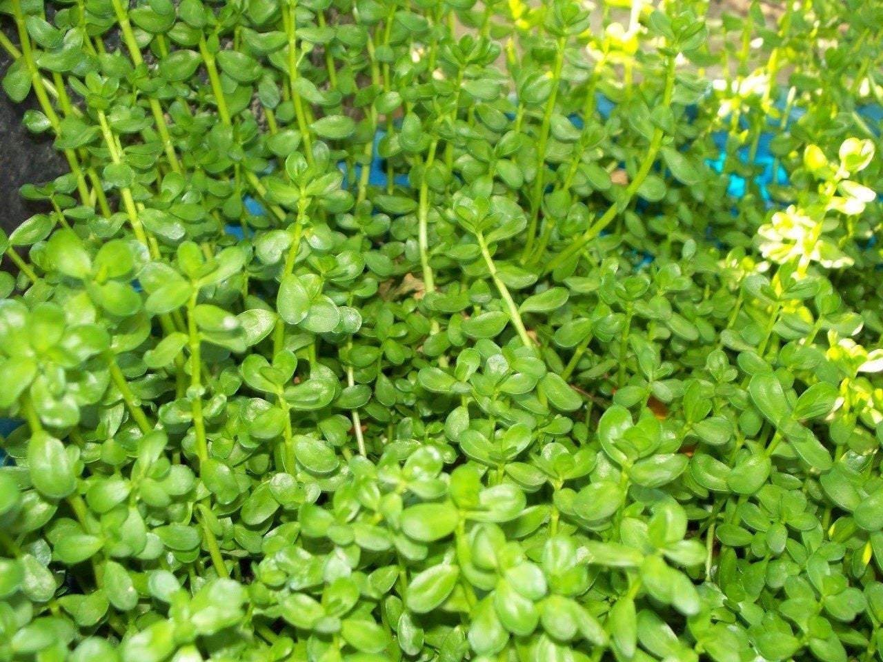 Rau đắng Bitter Herb Polygonum aviculare Ship in 3" Pot