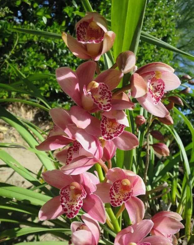 Cymbidium Orchid Plants - Pink - 2 Feet tall - 2 to 3 Bulbs - Ship in 6" Pot