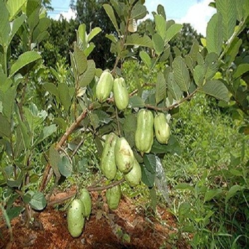 Ổi Không Hạt Thái Lan - Thai Seedless Guava - 1 Feet Tall - Ship in 6" pot