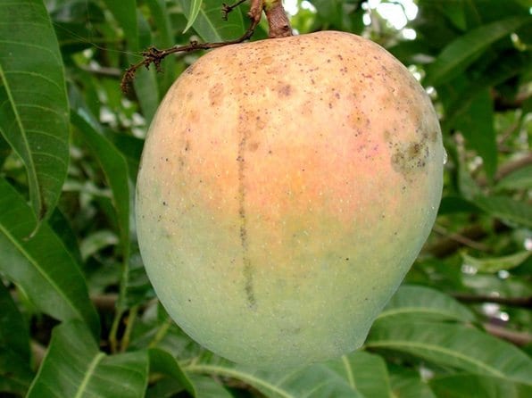 Cây Mango - 1 chân cao - con tàu ở Pot