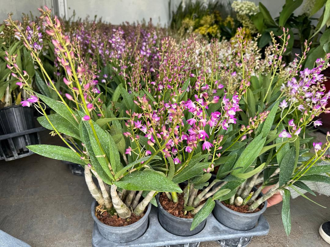 Bi Fragrint Autralia Orchid plants - 1 feetet cao - balom - tím và trắng tàu trong 4" Pot