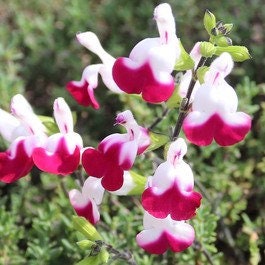 Salvia 'Cherry Lip' 1 cây sống - Cao 1 feet - gửi trong chậu 6"