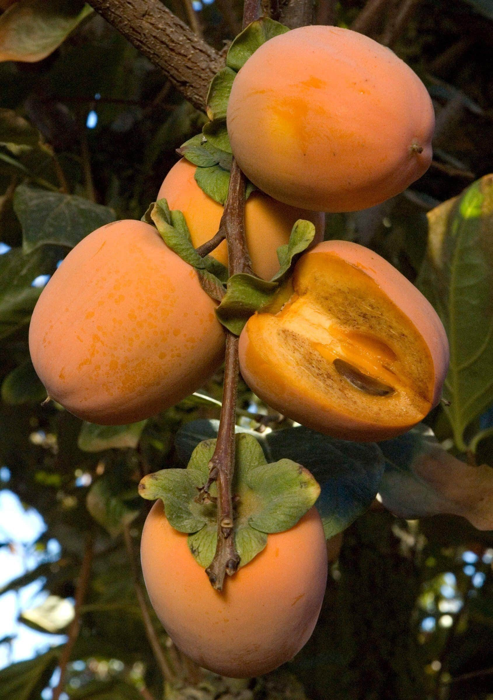 Chocolate Persimmon Tree - 2 to 3 Feet Tall - Grafted Tree - Ship in 3Gal pot