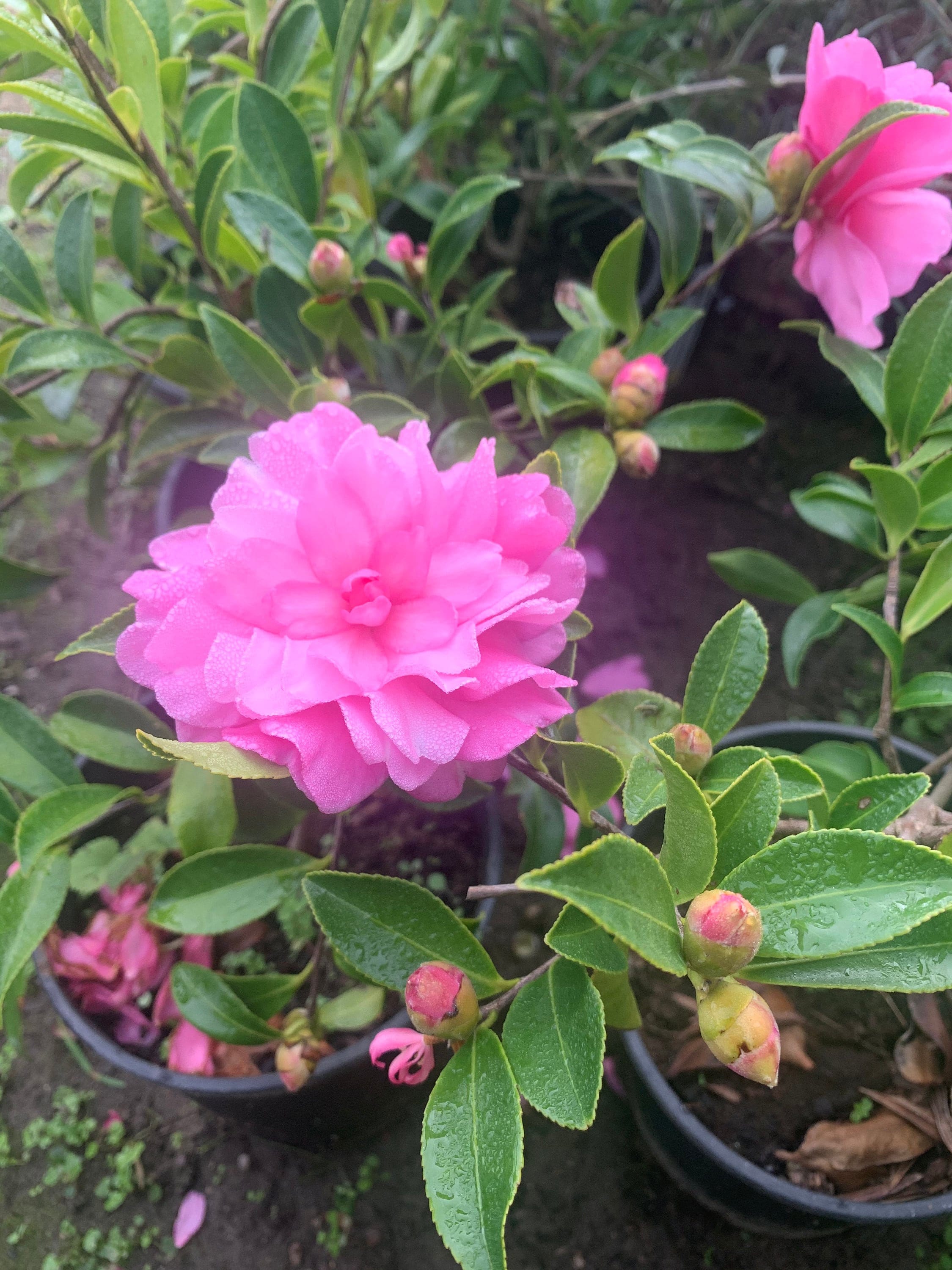 Cây sống Camelia sasanqua ‘chansonette’ chậu 6”