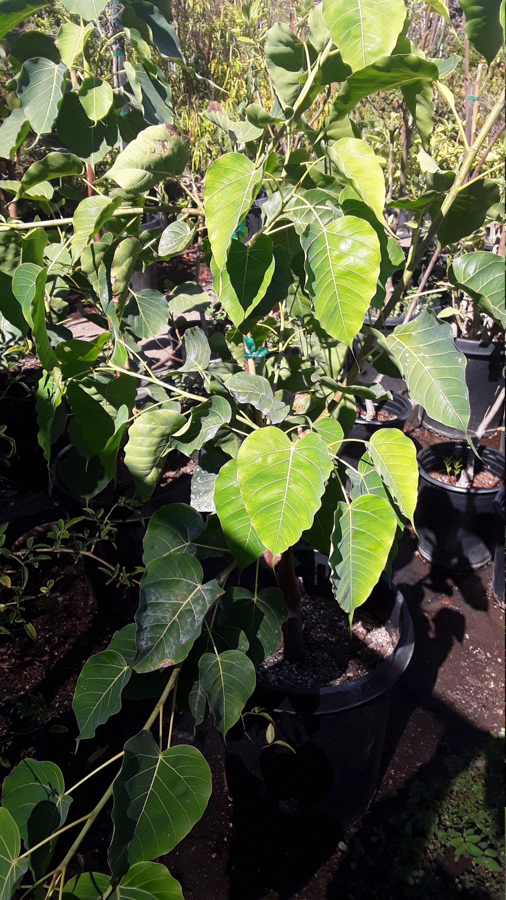 Bodhi Plant FICUS RELIGIOSA - Cây Bồ Đề - 3 to 4 Feet - bigger Trunk - Ship in 3Gal Pot