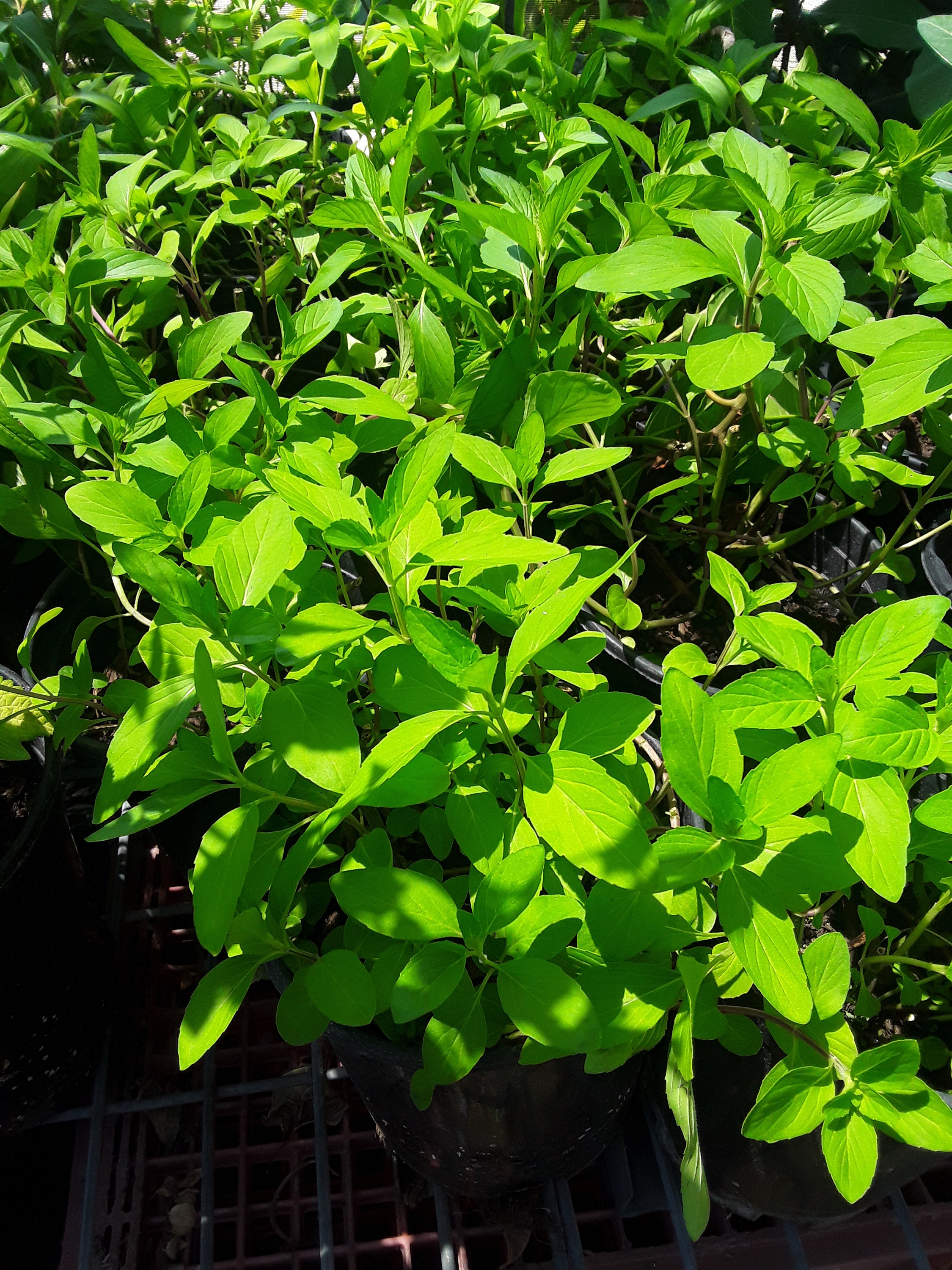 Rau húng lủi - Vietnamese Pepper Mint - Ship in 3" Pot