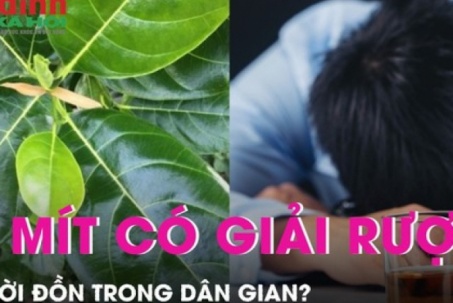 Lá mít có giải rượu như lời đồn trong dân gian?