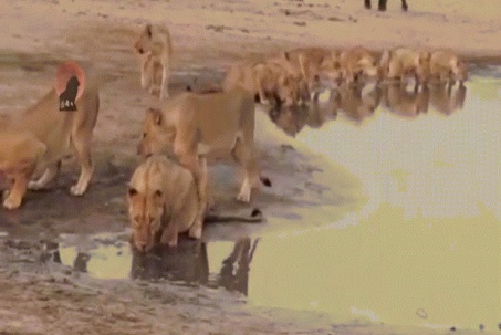 Video: Giây phút kịch tính đàn voi đuổi bầy sư tử ra khỏi lãnh địa