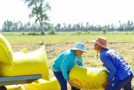 Lật tẩy chiêu đẩy giá lúa, gạo của thương lái