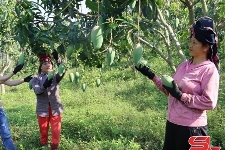 Ứng dụng công nghệ cao vào sản xuất nông nghiệp