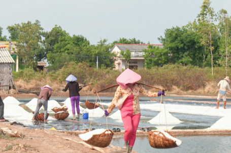 Muối được mùa nhưng mất giá, diêm dân gặp khó