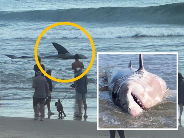 ‘Sinister’: Monster shark washes ashore