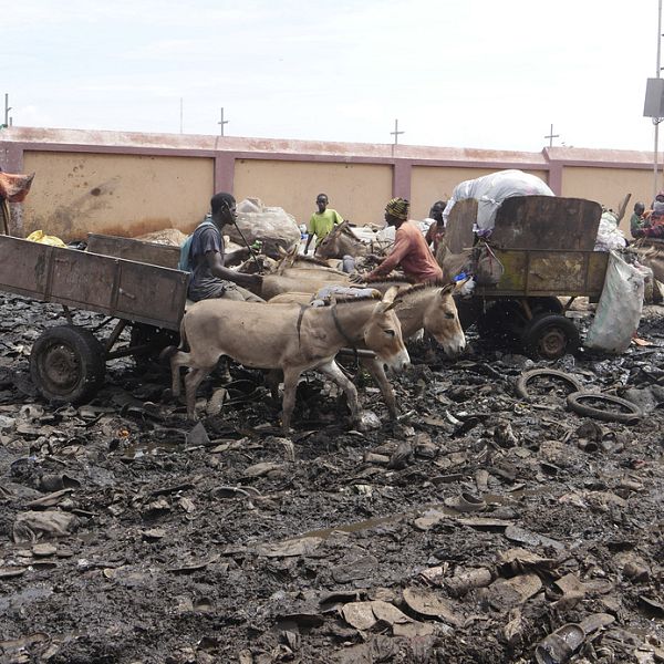 Lừa thường nhặt rác ở Bamako