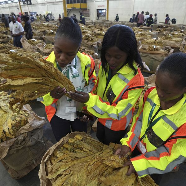 Zimbabwe predicts a sharp decline in tobacco crop as El Niño takes toll