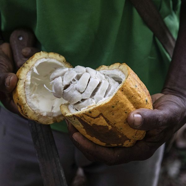 Cameroon: người làm chocolate bị ép bởi giá ca cao