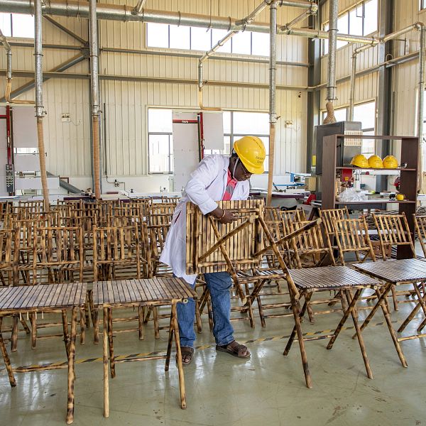 Bamboo farming in Uganda on the rise as gov't seeks to increase export