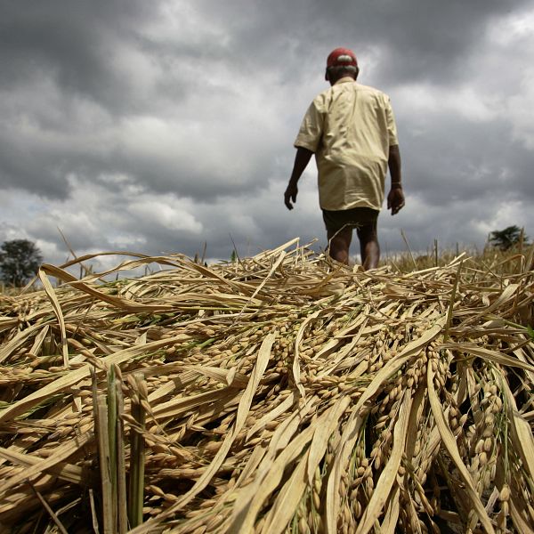 Zimbabwe tuyên bố nạn hạn hán xảy ra