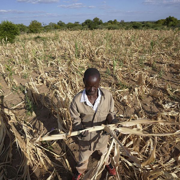 Zimbabwe phải đối mặt với nạn suy dinh dưỡng trong cơn hạn hán trầm trọng