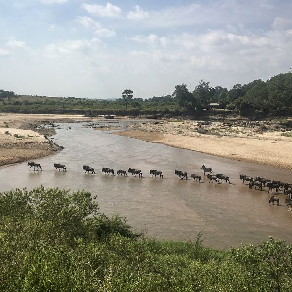 Kenya: Cuộc di trú của Rabeest thu hút nhiều du khách