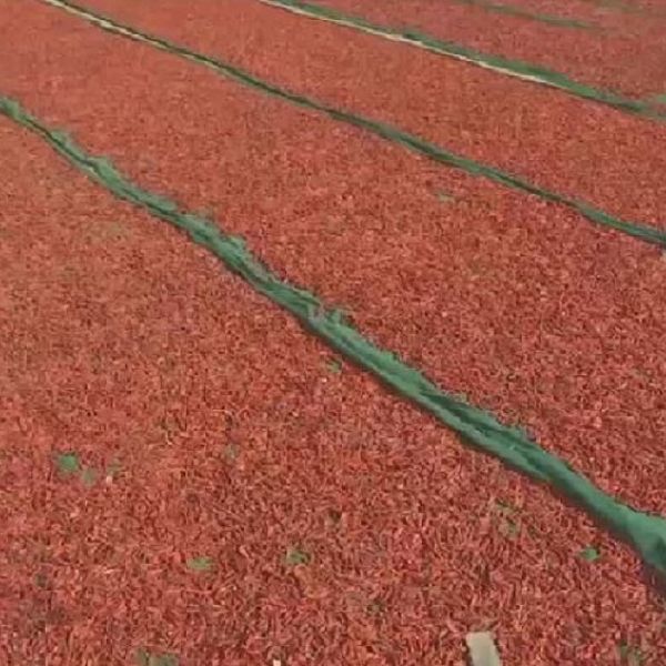 Climate change threatens chilli harvest in Pakistan