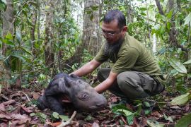 Tê giác con Sumatra có nguy cơ tuyệt chủng chào đời