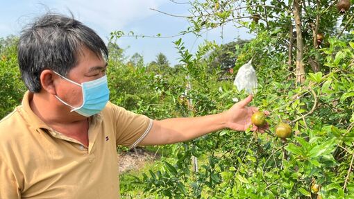 TP. Long Xuyên phát triển nông nghiệp ứng dụng công nghệ cao