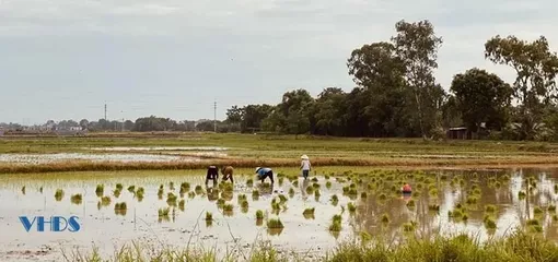 Cõng nắng gieo mùa vàng