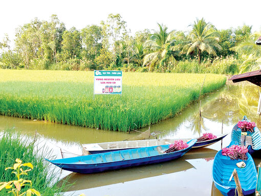 Triển vọng mô hình lúa - tôm