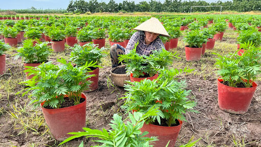 Hiệu quả mô hình trồng hoa