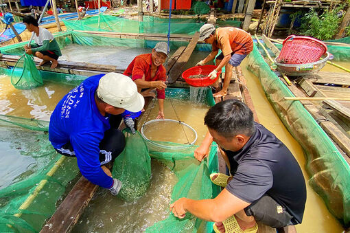 Chuyện làm ăn mùa nước đổ