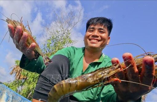 Mô hình tôm - lúa thuận thiên giúp nông dân thu lợi nhuận đáng kể