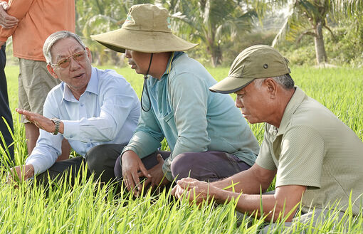 Kỳ vọng lúa đông xuân