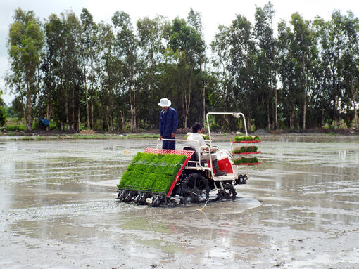 Tiềm năng thương mại tín chỉ carbon cho lúa gạo