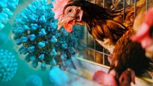 Lào phát hiện dịch cúm gia cầm H5N1